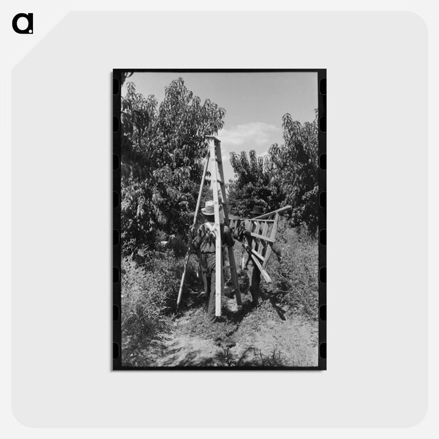 アートポストカード-Fruit Pickers, Delta County
 - ラッセル リー Postcard.