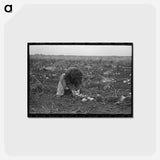 アートポストカード-Gathering Potatoes
 - ラッセル リー Postcard.