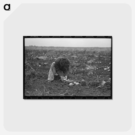 アートポストカード-Gathering Potatoes
 - ラッセル リー Postcard.