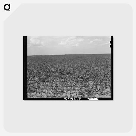 アートポストカード-Kaffir Corn Field
 - ラッセル リー Postcard.