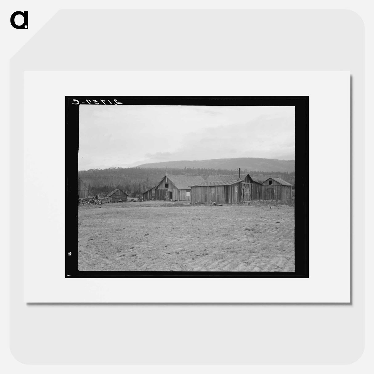 Partly-developed stump ranch seen across cleared grain field - Dorothea Lange Poster.