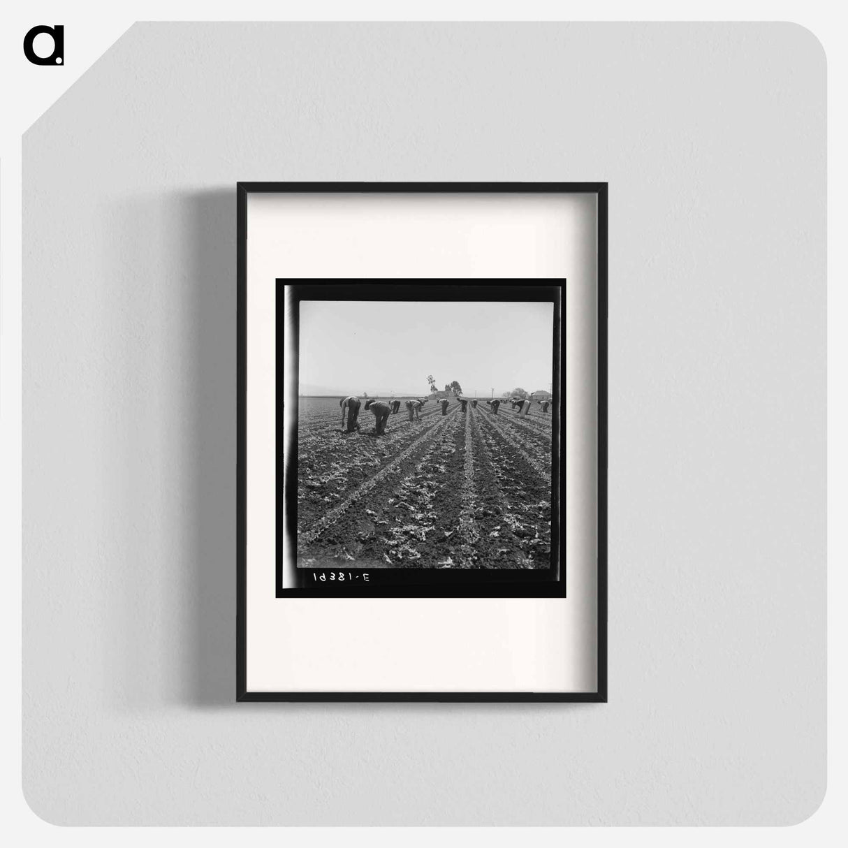 Untitled photo, possibly related to: Gang of Filipino boys thinning lettuce. Salinas Valley, California - ドロテア ラング Poster.