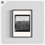 Untitled photo, possibly related to: Gang of Filipino boys thinning lettuce. Salinas Valley, California - ドロテア ラング Poster.