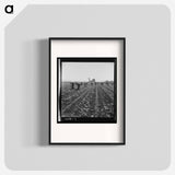 Untitled photo, possibly related to: Gang of Filipino boys thinning lettuce. Salinas Valley, California - Dorothea Lange Poster.