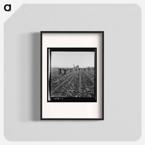アートポスター-Untitled photo, possibly related to: Gang of Filipino boys thinning lettuce. Salinas Valley, California - ドロテア ラング Poster.