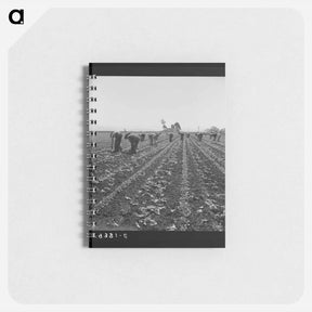 アートメモ帳-Untitled photo, possibly related to: Gang of Filipino boys thinning lettuce. Salinas Valley, California - ドロテア ラング Memo.
