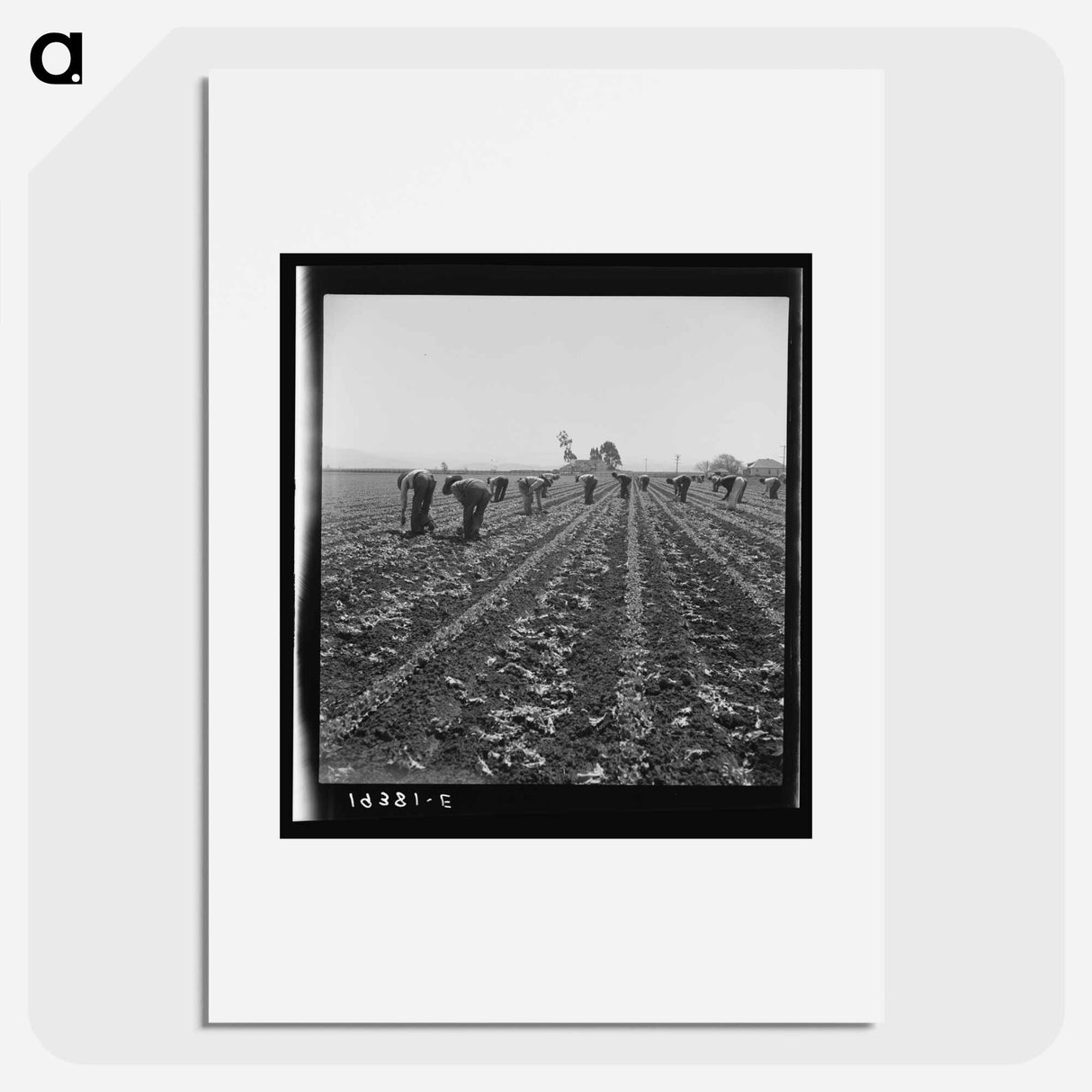 Untitled photo, possibly related to: Gang of Filipino boys thinning lettuce. Salinas Valley, California - Dorothea Lange Poster.