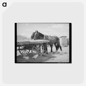 アートポストカード-Field Horses at Noon
 - ラッセル リー Postcard.