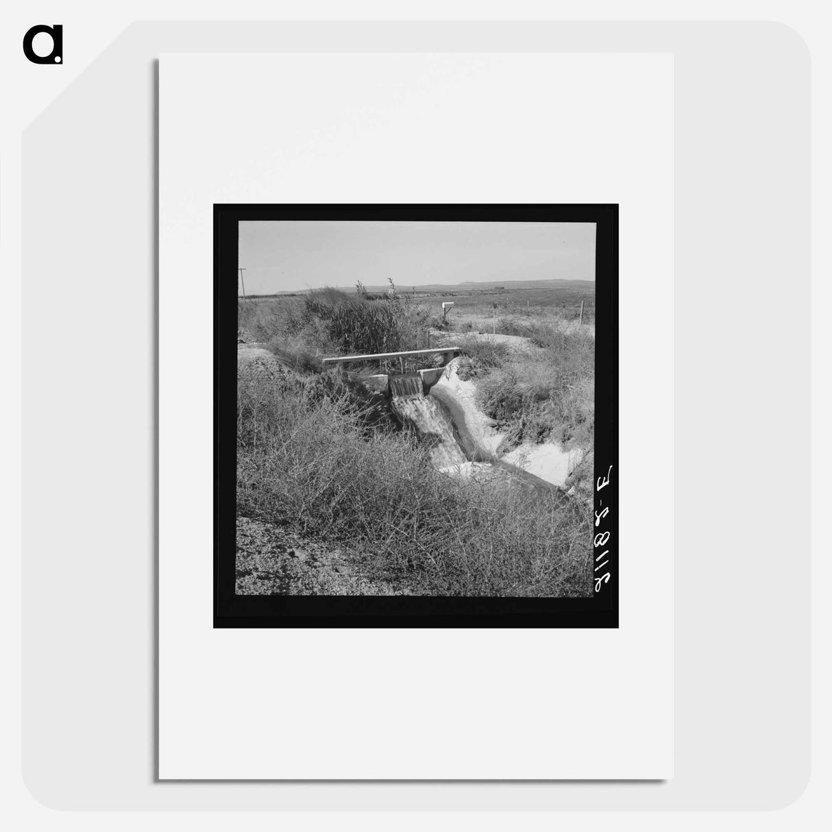 Untitled photo - Dorothea Lange Poster.