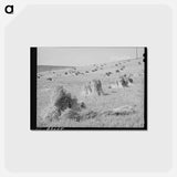 アートポストカード-Wheat in the Shock
 - ラッセル リー Postcard.