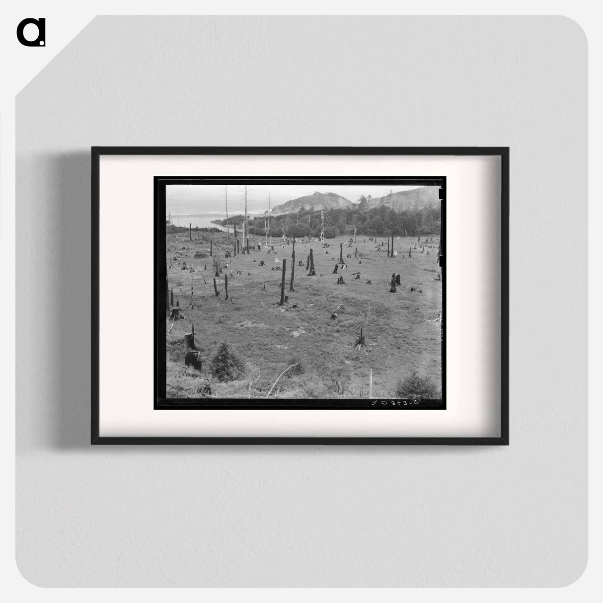 Cut-over land, part of stump ranch - Dorothea Lange Poster.