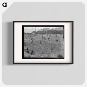 アートポスター-Cut-over land, part of stump ranch - ドロテア ラング Poster.