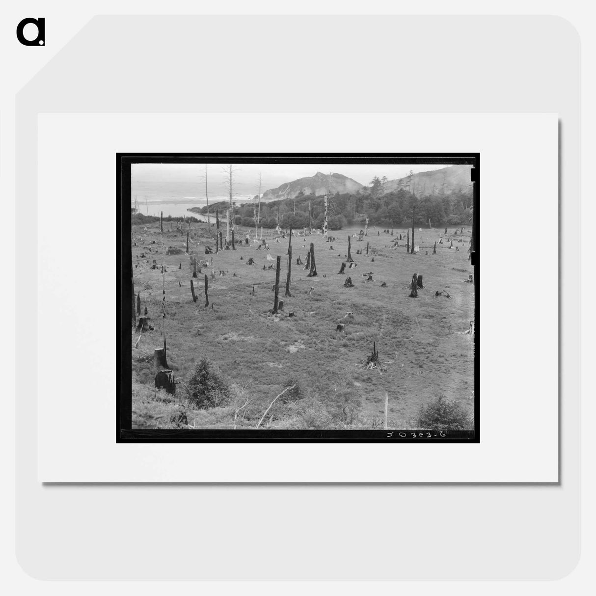 Cut-over land, part of stump ranch - Dorothea Lange Poster.