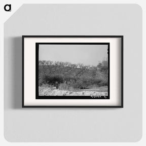 アートポスター-Erosion in Placer County Orchards
 - ラッセル リー Poster.