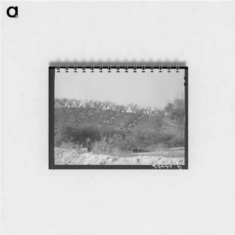 アートメモ帳-Erosion in Placer County Orchards
 - ラッセル リー Memo.