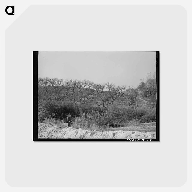 アートポストカード-Erosion in Placer County Orchards
 - ラッセル リー Postcard.