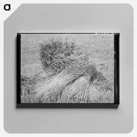 アートパネル-Wheat in the Shock
 - ラッセル リー Canvas.