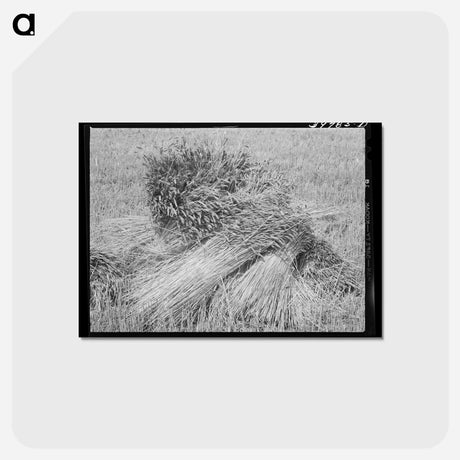 アートポストカード-Wheat in the Shock
 - ラッセル リー Postcard.