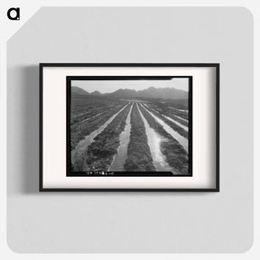 アートポスター-Irrigated field of cotton - ドロテア ラング Poster.