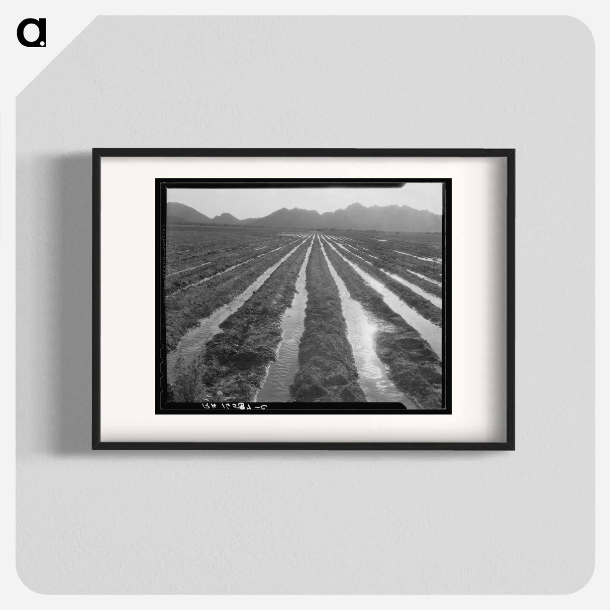 Irrigated field of cotton - Dorothea Lange Poster.