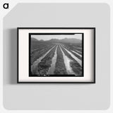 Irrigated field of cotton - Dorothea Lange Poster.