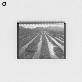 アートメモ帳-Irrigated field of cotton - ドロテア ラング Memo.