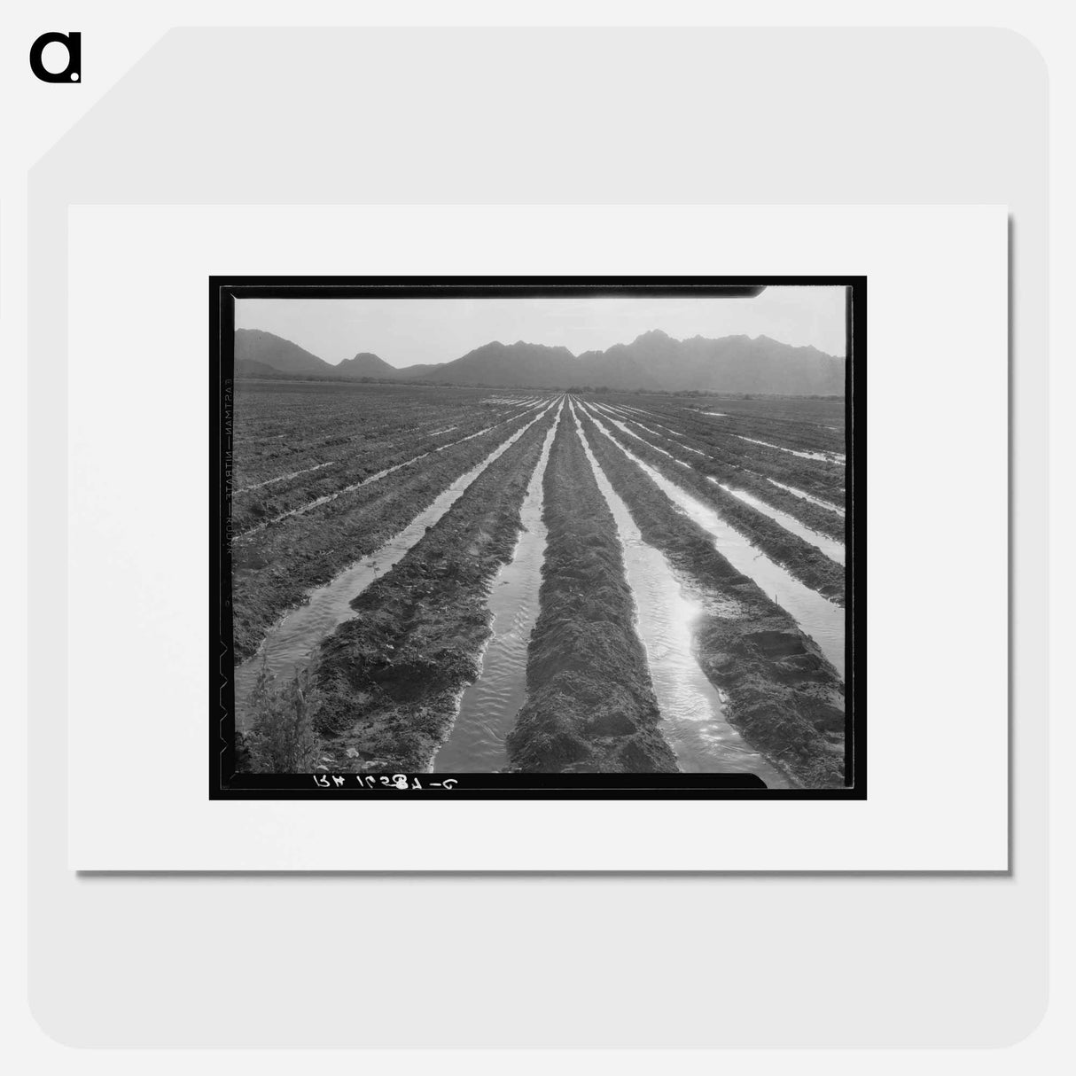 Irrigated field of cotton - Dorothea Lange Poster.