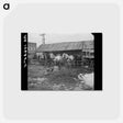 アートポストカード-Horses at Joy, Illinois
 - ラッセル リー Postcard.
