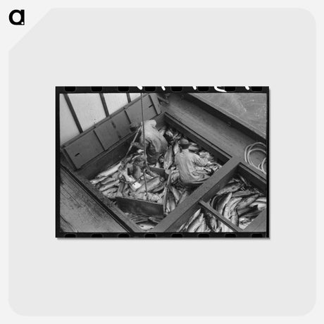 アートポストカード-Unloading Salmon, Astoria
 - ラッセル リー Postcard.