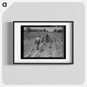 アートポスター-Tractor operator on the Aldridge Plantation near Leland Mississippi - ドロテア ラング Poster.