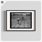 Tractor operator on the Aldridge Plantation near Leland Mississippi - Dorothea Lange Poster.