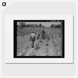 Tractor operator on the Aldridge Plantation near Leland Mississippi - ドロテア ラング Poster.