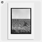 Untitled photo, possibly related to: Pea pickers near Calipatria, California - ドロテア ラング Poster.