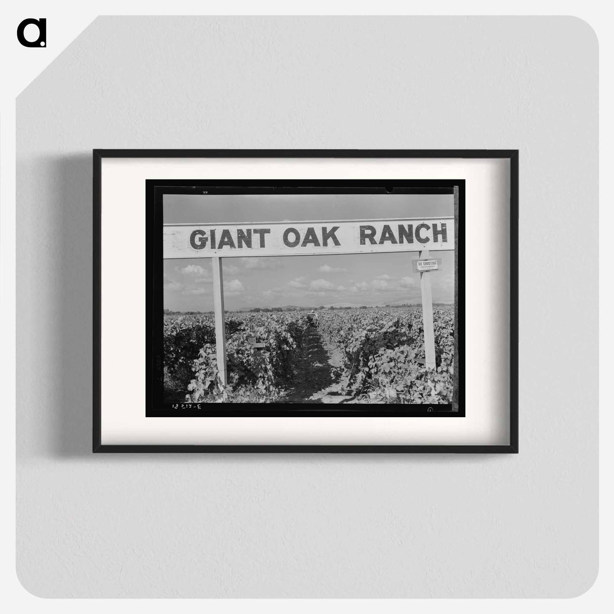 Vineyard during harvest - Dorothea Lange Poster.