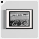 Vineyard during harvest - Dorothea Lange Poster.