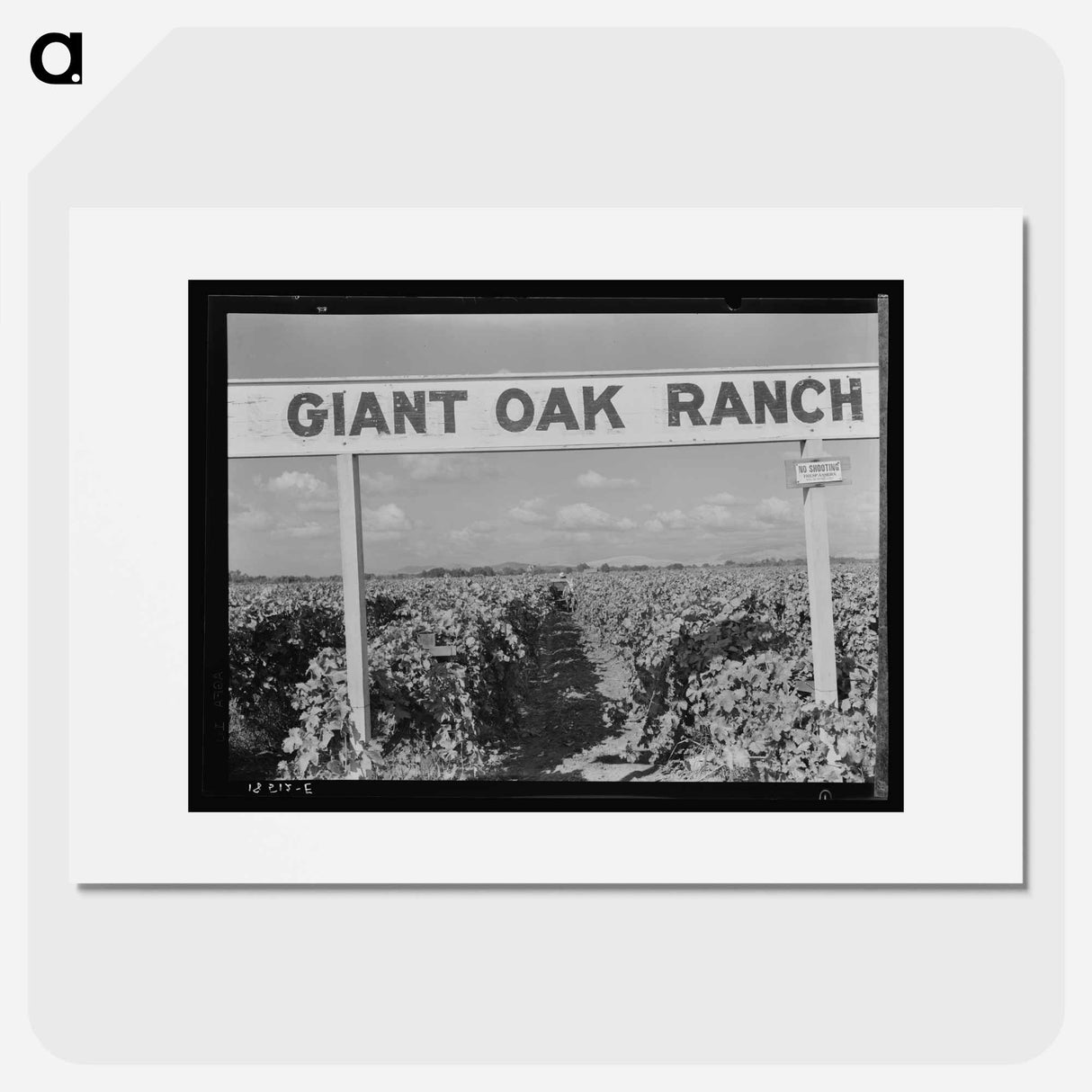 Vineyard during harvest - Dorothea Lange Poster.