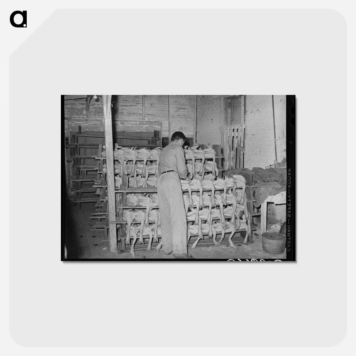 アートポストカード-Piling Picked Turkeys
 - ラッセル リー Postcard.