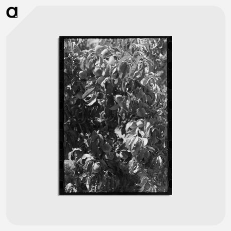 アートポストカード-Fruit Pickers
 - ラッセル リー Postcard.