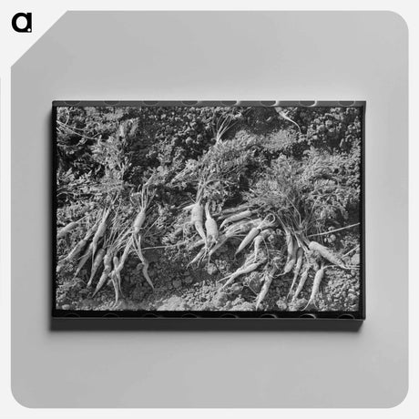 アートパネル-Twisted Carrots
 - ラッセル リー Canvas.