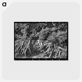 アートポストカード-Twisted Carrots
 - ラッセル リー Postcard.