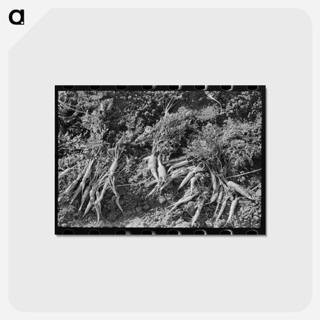 アートポストカード-Twisted Carrots
 - ラッセル リー Postcard.