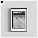 Tobacco field showing wilt - Dorothea Lange Poster.