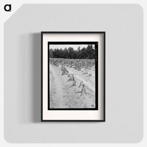 アートポスター-Tobacco field showing wilt - ドロテア ラング Poster.