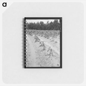 アートメモ帳-Tobacco field showing wilt - ドロテア ラング Memo.