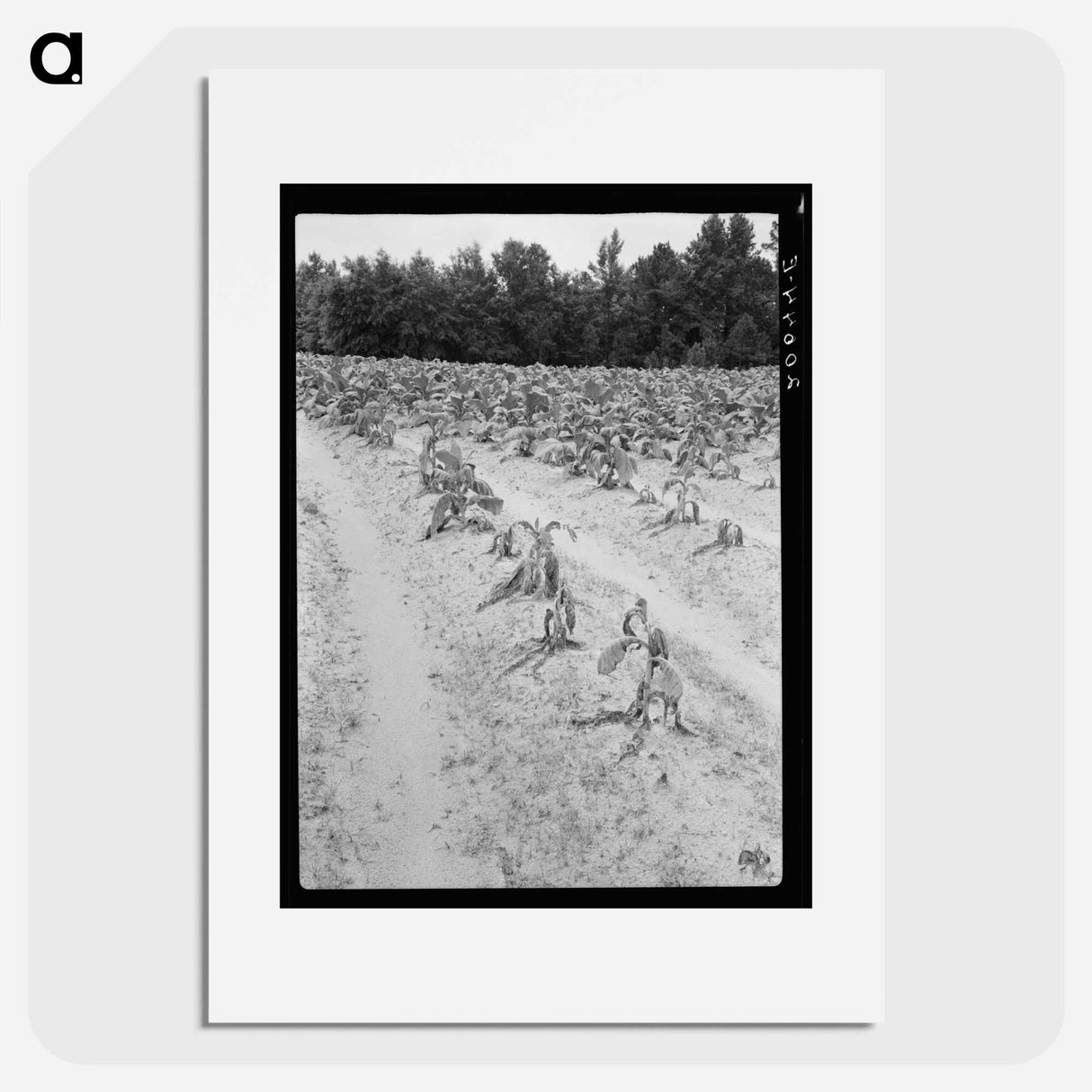 Tobacco field showing wilt - Dorothea Lange Poster.