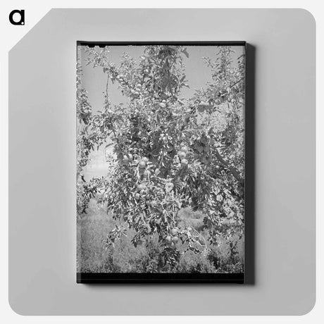 アートパネル-Delta County Apples
 - ラッセル リー Canvas.