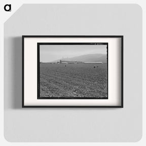 アートポスター-Untitled photo, possibly related to: Spreckels sugar factory and sugar beet field with Mexican and Filipino workers thinning sugar beets. - ドロテア ラング Poster.