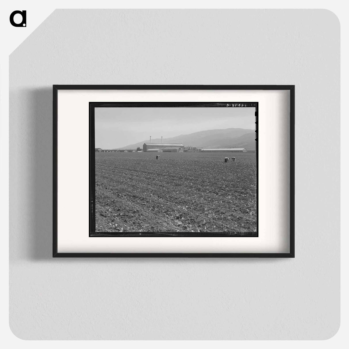 Untitled photo, possibly related to: Spreckels sugar factory and sugar beet field with Mexican and Filipino workers thinning sugar beets. - Dorothea Lange Poster.