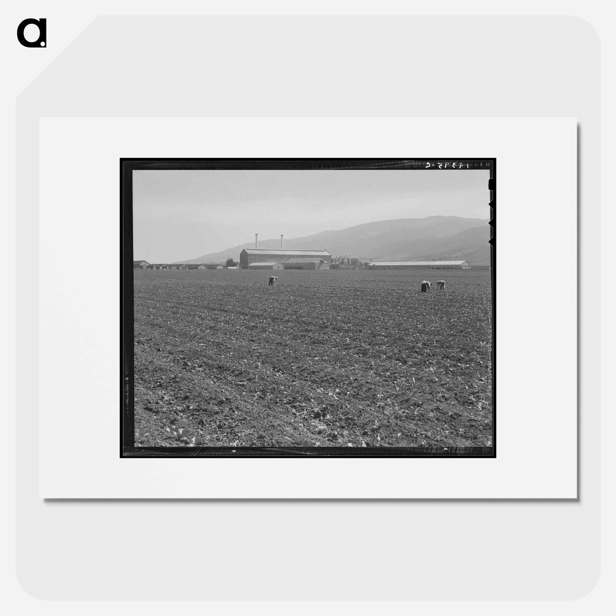 Untitled photo, possibly related to: Spreckels sugar factory and sugar beet field with Mexican and Filipino workers thinning sugar beets. - Dorothea Lange Poster.