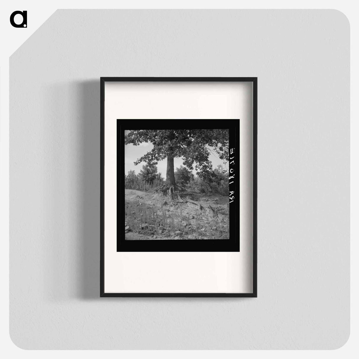 Untitled photo - Dorothea Lange Poster.